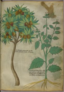 Ilustracja botaniczna (tusz i kolor na papierze) autorstwa Italian School
