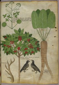 Ilustracja botaniczna roślin i ptaków, ok. 1440 (tusz i kolor na papierze) autorstwa Italian School