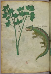 Botaniczna i zwierzęca ilustracja przedstawiająca roślinę i krokodyla, ok. 1440 (tusz i kolor na welinie) autorstwa Italian School