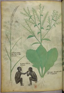 Botaniczna i zwierzęca ilustracja przedstawiająca roślinę i dwie małpy, ok. 1440 r. (tusz i kolor na welinie) autorstwa Italian School