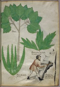 Ilustracja botaniczna przedstawiająca mężczyznę z siekierą rozłupującego skałę w celu wydobycia ałunu, ok. 1440 r. (tusz i kolor na welinie) autorstwa Italian School
