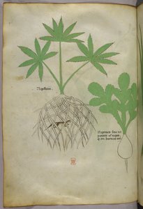 Ilustracja botaniczna, ok. 1440 r. (tusz i kolor na welinie) autorstwa Italian School