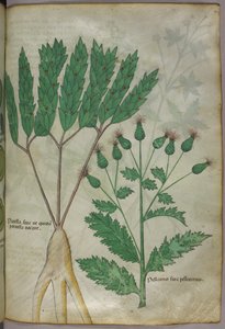 Ilustracja botaniczna, ok. 1440 r. (tusz i kolor na welinie) autorstwa Italian School