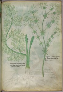 Ilustracja botaniczna, ok. 1440 r. (tusz i kolor na welinie) autorstwa Italian School