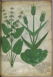 Ilustracja botaniczna, ok. 1440 r. (tusz i kolor na welinie) autorstwa Italian School