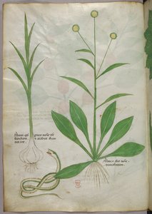 Ilustracja botaniczna, ok. 1440 r. (tusz i kolor na welinie) autorstwa Italian School