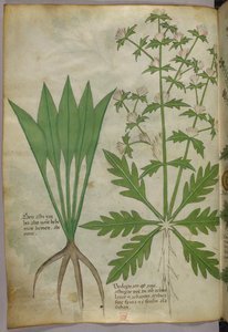 Ilustracja botaniczna, ok. 1440 r. (tusz i kolor na welinie) autorstwa Italian School
