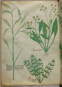 Ilustracja botaniczna, ok. 1440 r. (tusz i kolor na welinie) autorstwa Italian School