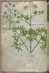 Ilustracja botaniczna, ok. 1440 r. (tusz i kolor na welinie) autorstwa Italian School