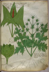 Ilustracja botaniczna, ok. 1440 r. (tusz i kolor na welinie) autorstwa Italian School
