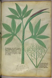 Ilustracja botaniczna, ok. 1440 r. (tusz i kolor na welinie) autorstwa Italian School