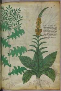 Ilustracja botaniczna, ok. 1440 r. (tusz i kolor na welinie) autorstwa Italian School