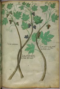 Ilustracja botaniczna, ok. 1440 r. (tusz i kolor na welinie) autorstwa Italian School