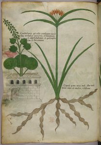 Ilustracja botaniczna, ok. 1440 r. (tusz i kolor na welinie) autorstwa Italian School