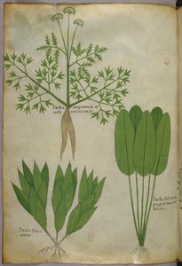 Ilustracja botaniczna, ok. 1440 r. (tusz i kolor na welinie) autorstwa Italian School