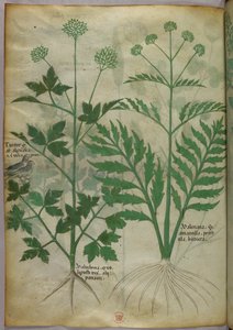 Ilustracja botaniczna, ok. 1440 r. (tusz i kolor na welinie) autorstwa Italian School