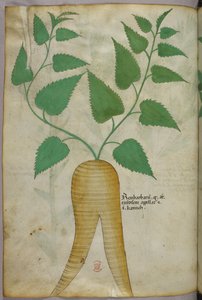 Ilustracja botaniczna, ok. 1440 r. (tusz i kolor na welinie) autorstwa Italian School
