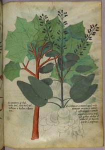 Ilustracja botaniczna, ok. 1440 r. (tusz i kolor na welinie) autorstwa Italian School