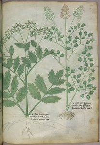 Ilustracja botaniczna, ok. 1440 r. (tusz i kolor na welinie) autorstwa Italian School
