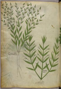 Ilustracja botaniczna, ok. 1440 r. (tusz i kolor na welinie) autorstwa Italian School