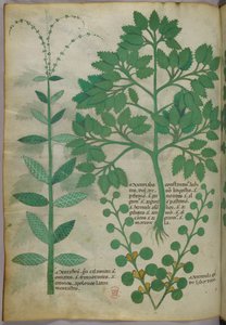 Ilustracja botaniczna, ok. 1440 r. (tusz i kolor na welinie) autorstwa Italian School