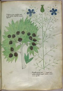 Ilustracja botaniczna, ok. 1440 r. (tusz i kolor na welinie) autorstwa Italian School