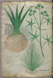 Ilustracja botaniczna, ok. 1440 r. (tusz i kolor na welinie) autorstwa Italian School