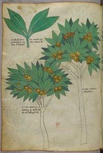 Ilustracja botaniczna, ok. 1440 r. (tusz i kolor na welinie) autorstwa Italian School