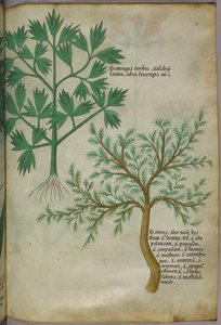 Ilustracja botaniczna, ok. 1440 r. (tusz i kolor na welinie) autorstwa Italian School