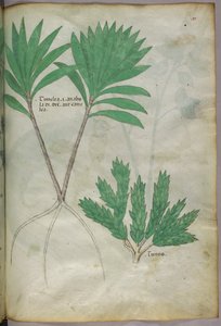 Ilustracja botaniczna, ok. 1440 r. (tusz i kolor na welinie) autorstwa Italian School
