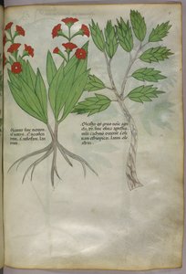 Ilustracja botaniczna, ok. 1440 r. (tusz i kolor na welinie) autorstwa Italian School