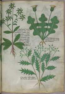 Ilustracja botaniczna, ok. 1440 r. (tusz i kolor na welinie) autorstwa Italian School