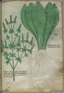 Ilustracja botaniczna, ok. 1440 r. (tusz i kolor na welinie) autorstwa Italian School