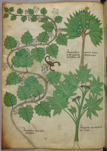 Ilustracja botaniczna, ok. 1440 r. (tusz i kolor na welinie) autorstwa Italian School