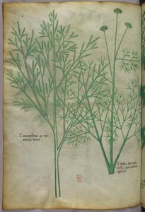 Ilustracja botaniczna, ok. 1440 r. (tusz i kolor na welinie) autorstwa Italian School