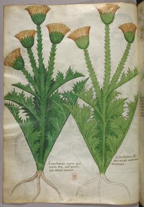 Ilustracja botaniczna, ok. 1440 r. (tusz i kolor na welinie) autorstwa Italian School