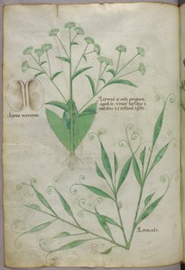 Ilustracja botaniczna, ok. 1440 r. (tusz i kolor na welinie) autorstwa Italian School