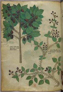 Ilustracja botaniczna, ok. 1440 r. (tusz i kolor na welinie) autorstwa Italian School