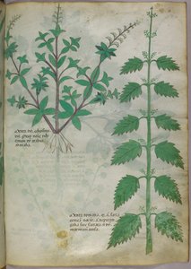Ilustracja botaniczna, ok. 1440 r. (tusz i kolor na welinie) autorstwa Italian School