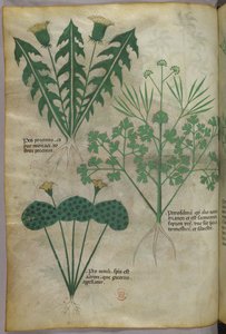Ilustracja botaniczna, ok. 1440 r. (tusz i kolor na welinie) autorstwa Italian School