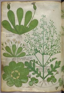 Ilustracja botaniczna, ok. 1440 r. (tusz i kolor na welinie) autorstwa Italian School