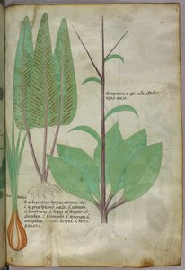 Ilustracja botaniczna, ok. 1440 r. (tusz i kolor na welinie) autorstwa Italian School