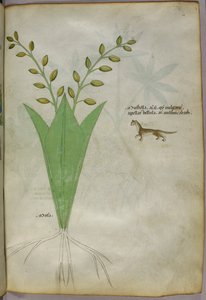 Ilustracja botaniczna, ok. 1440 r. (tusz i kolor na welinie) autorstwa Italian School
