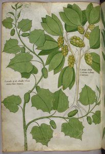 Ilustracja botaniczna, ok. 1440 r. (tusz i kolor na welinie) autorstwa Italian School