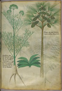 Ilustracja botaniczna, ok. 1440 r. (tusz i kolor na welinie) autorstwa Italian School