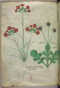 Ilustracja botaniczna, ok. 1440 r. (tusz i kolor na welinie) autorstwa Italian School