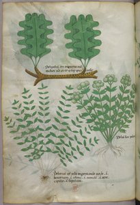 Ilustracja botaniczna, ok. 1440 r. (tusz i kolor na welinie) autorstwa Italian School