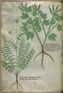 Ilustracja botaniczna, ok. 1440 r. (tusz i kolor na welinie) autorstwa Italian School