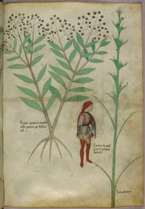 Ilustracja botaniczna przedstawiająca roślinę i mężczyznę oddającego mocz do doniczki, ok. 1440 r. (tusz i kolor na papierze) autorstwa Italian School