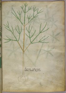 Botaniczna ilustracja rośliny, ok. 1440 r. (tusz i kolor na welinie) autorstwa Italian School